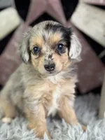 Lessa, a female Miniature Aussiedoodle for sale in Lamar, MO – 2 of 8