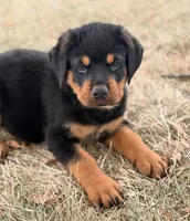 Draco, a male Rottweiler for sale in Lamar, MO – 3 of 8
