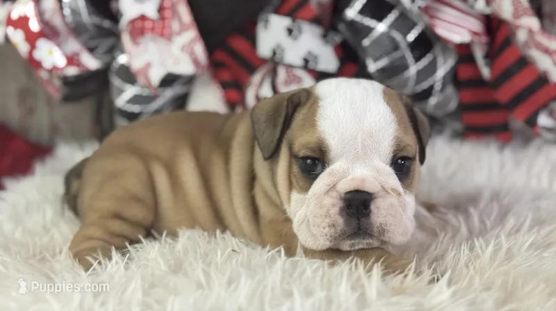 Alvin – English Bulldog puppy for sale in Lamar, MO