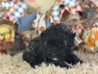 Dazzler, a male Miniature Aussiedoodle for sale in Lamar, MO – 3 of 8