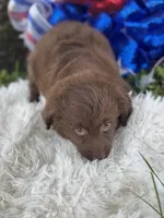 Princess, a female Miniature Aussiedoodle for sale in Lamar, MO – 2 of 7