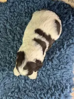 Jagger, a male Cocker Spaniel for sale in Lamar, MO – 6 of 6