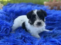 Bliss, a female Miniature Schnauzer for sale in Lamar, MO – 2 of 7