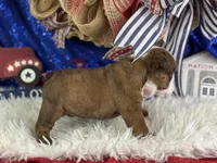 Whoopi, a female English Bulldog for sale in Lamar, MO – 5 of 6