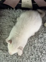 Aldus, a male Siberian Husky for sale in Lamar, MO – 6 of 6