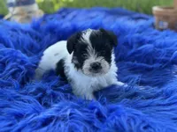 Bliss, a female Miniature Schnauzer for sale in Lamar, MO – 4 of 7