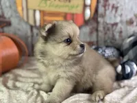 Snoopy, a male Pomeranian for sale in Lamar, MO – 3 of 8