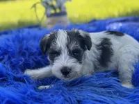 Bangle, a male Miniature Schnauzer for sale in Lamar, MO – 2 of 7
