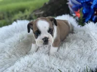 Webber, a male English Bulldog for sale in Lamar, MO – 5 of 7