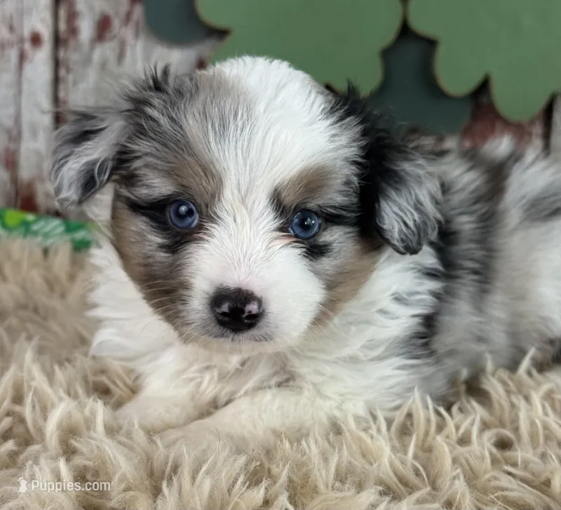 Jackson, a male Toy Australian Shepherd for sale in Lamar, MO – Photo 1 of 6