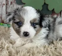 Jackson, a male Toy Australian Shepherd for sale in Lamar, MO – Photo 1 of 6