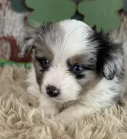 Jackson, a male Toy Australian Shepherd for sale in Lamar, MO – Photo 5 of 6