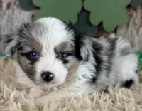 Jackson, a male Toy Australian Shepherd for sale in Lamar, MO – Photo 3 of 6