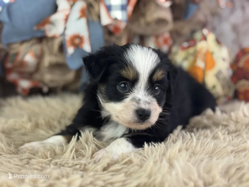 Blaze – Toy Australian Shepherd puppy for sale in Lamar, MO