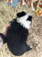 Bosco, a male Toy Australian Shepherd for sale in Lamar, MO – 6 of 6