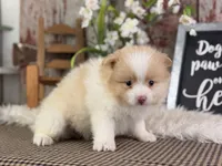 Emerson, a male Pomeranian for sale in Lamar, MO – 2 of 7