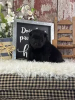 sterling, a male Pomeranian for sale in Lamar, MO – 3 of 4