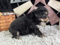Levi, a male Miniature Aussiedoodle for sale in Lamar, MO – 7 of 7
