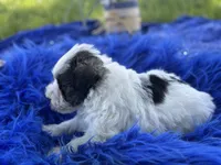 Bessie, a female Miniature Schnauzer for sale in Lamar, MO – 5 of 7