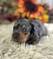 Markos, a male Miniature Dachshund for sale in Lamar, MO – 6 of 8