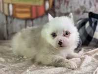 Scooby, a male Pomeranian for sale in Lamar, MO – 6 of 6