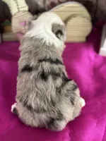 Nora, a female Miniature American Shepherd for sale in Lamar, MO – Photo 3 of 4