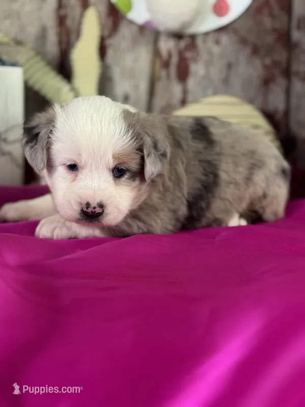 Nora – Miniature American Shepherd puppy for sale in Lamar, MO