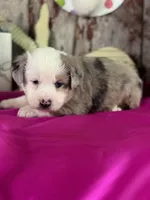 Nora, a female Miniature American Shepherd for sale in Lamar, MO – Photo 1 of 4