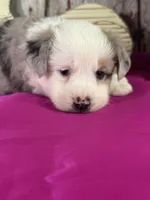 Nora, a female Miniature American Shepherd for sale in Lamar, MO – Photo 4 of 4