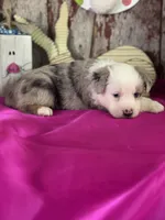 Nora, a female Miniature American Shepherd for sale in Lamar, MO – Photo 2 of 4