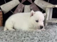 Aldus, a male Siberian Husky for sale in Lamar, MO – 4 of 6
