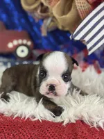Wisper, a female English Bulldog for sale in Lamar, MO – 2 of 6