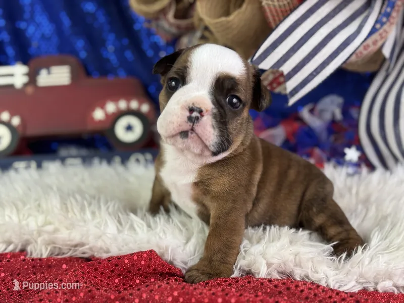 Whoopi – English Bulldog puppy for sale in Lamar, MO