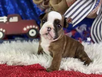 Whoopi, a female English Bulldog for sale in Lamar, MO – 1 of 6
