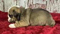 Avery, a female English Bulldog for sale in Lamar, MO – 3 of 3