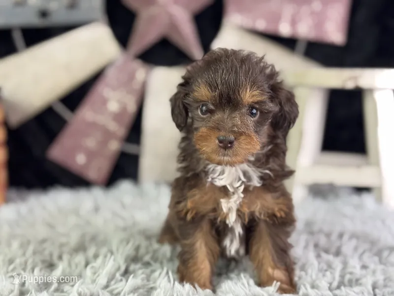 Linox – Miniature Aussiedoodle puppy for sale in Lamar, MO