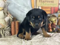 Donner, a male Rottweiler for sale in Lamar, MO – 2 of 4