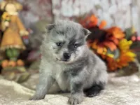 Cypress, a female Pomeranian for sale in Lamar, MO – 1 of 8