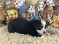 Blaze, a male Toy Australian Shepherd for sale in Lamar, MO – 2 of 5