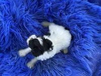 Bliss, a female Miniature Schnauzer for sale in Lamar, MO – 7 of 7