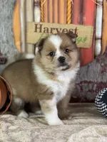 Sunny, a male Pomeranian for sale in Lamar, MO – 4 of 7