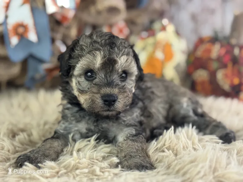 Steffi – Miniature Aussiedoodle puppy for sale in Lamar, MO