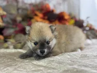 Cooky, a female Pomeranian for sale in Lamar, MO – 6 of 7