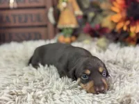 Mirko, a male Miniature Dachshund for sale in Lamar, MO – 2 of 5