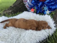 Estella, a female Miniature Dachshund for sale in Lamar, MO – 3 of 7