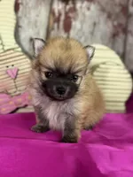 Cisco, a male Pomeranian for sale in Lamar, MO – Photo 1 of 4