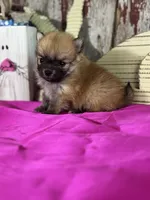 Cisco, a male Pomeranian for sale in Lamar, MO – Photo 2 of 4