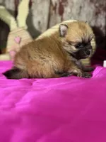 Cisco, a male Pomeranian for sale in Lamar, MO – Photo 3 of 4