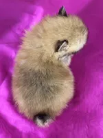 Cisco, a male Pomeranian for sale in Lamar, MO – Photo 4 of 4