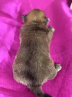 Alex, a male Pomeranian for sale in Lamar, MO – Photo 3 of 4